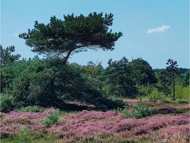 Immobilienmakler Altenwalde